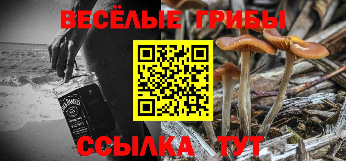 Псилоцибиновые грибы MAGIC MUSHROOMS  Зеленогорск  Псилоцибиновые грибы Psilocybe 